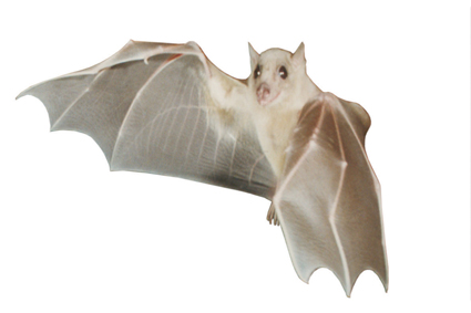 Large Egyptian fruit bat